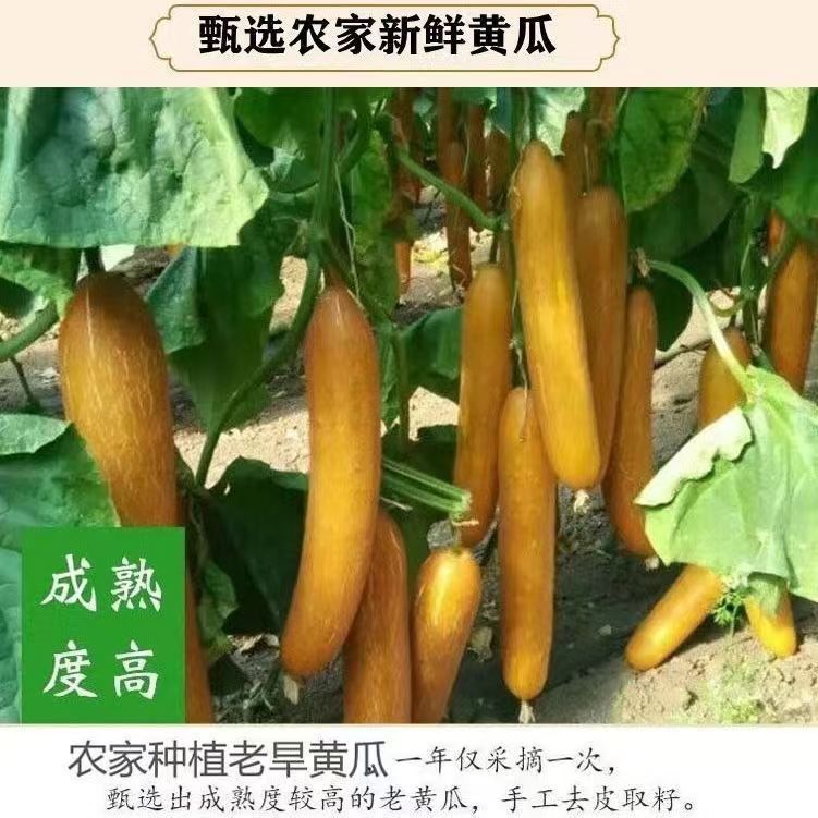 Cucumber Seed Powder Huang Gua Zi Fen 500g Jar Sugar Free Meal Replacement Breakfast Powder overview