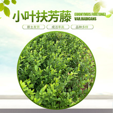 С�~������ ���з����� �ļ����G�ر�����ֲ��@�־G��С�~������