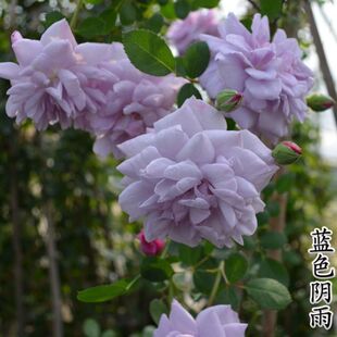 Picking up 50-60cm large seedlings of vine rose rose seedlings climbing the wall extra large flowers four seasons flowering potted wholesale