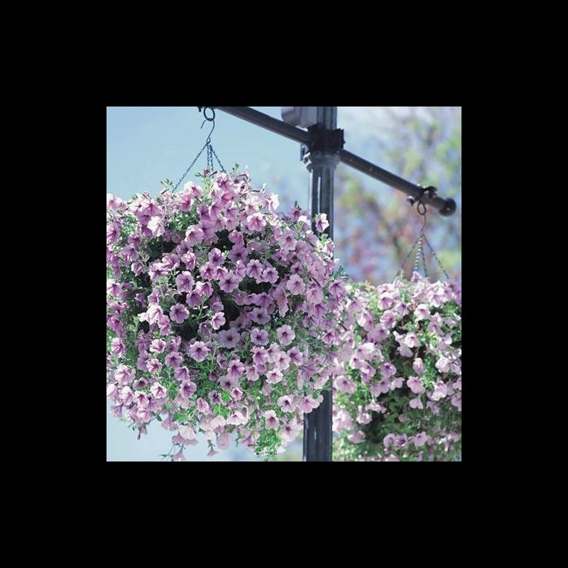 Семена петунии, висящие в горшке, в дворе, в помещении, на балконе, вьющееся растение, семена утренней славы, легко выращиваются в любое время года.