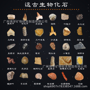 Fossil Specimens, Ancient Biological Fossils, Teeth, Echinoderms, Ammonites, Wolf Fish, Plant Fossils, Raw Stone Teaching Specimens