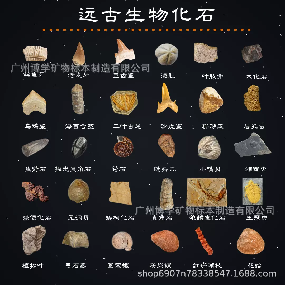 鲨鱼牙古生物化石牙齿腕足棘皮菊石狼鳍鱼动物标本原石教学标本