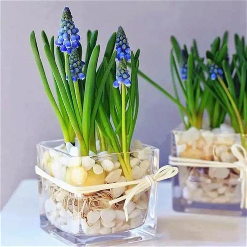5颗水培葡萄风信子方玻璃瓶套装种球根耐寒植物秋冬花卉水养百合
