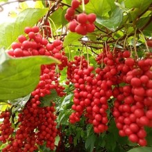 ɢbζӷN烞|÷ɽAζζl