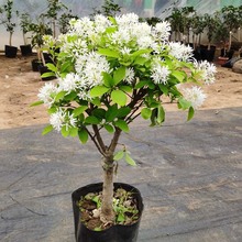 ԭKѩ_ԻGֲ҃ͥԺ̨^pֲļ