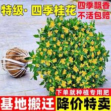 �ļ��𻨿�ʳ�û���M�����Թ𻨘�����;Gֲ�҃Ȼ��ܺ��B