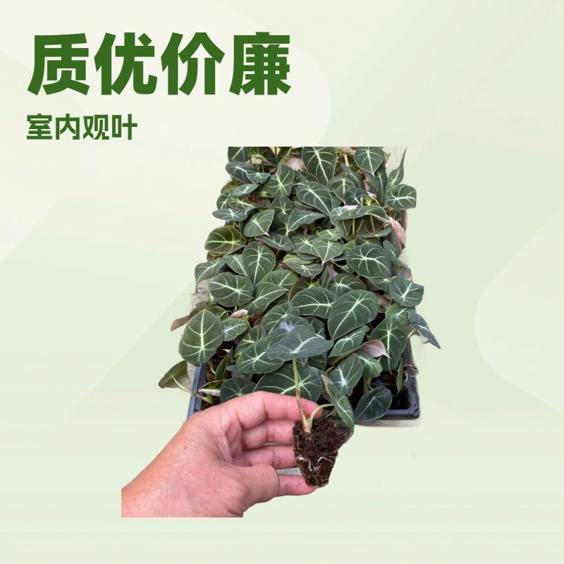 Производитель поставляет декоративные комнатные растения, черные каллы-лебеди, а также рассаду зеленых садовых цветов оптом.