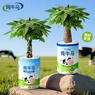 ��ţ�R������w�����lؔ��ֲ���������������҃�����Gֲ�ͶY��