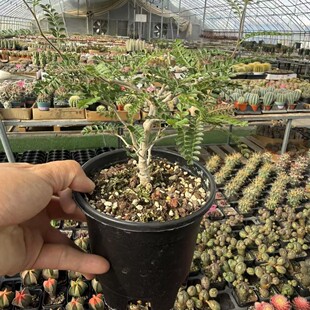 ��ƿ���/�������Operculicarya hyphaenoides�����K��