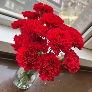 ✅ Carnation Flowers Wholesale Yunnan Kunming Single-Head Fresh Cut Flower Base Goddess Day Mother's Day Teacher's Day Gift