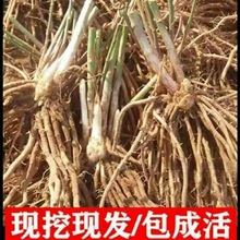 芦笋苗根蔬菜苗四季多年生阳台盆栽种植四季生长阳台盆栽种植自种