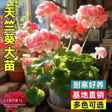 ���ÿ����Դ󻨻���Nֲä�п՚��P���҃��̨������þGֲ