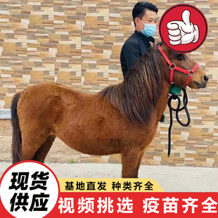 ��ͯ�T��С���R ���N��혰��_�R�T�˻��� �������䰫�R�Bֳ������