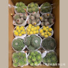 The base is directly for fairy ball plant potted series 11 color, six color, seven -color nine -color random mixed ball, home green plants