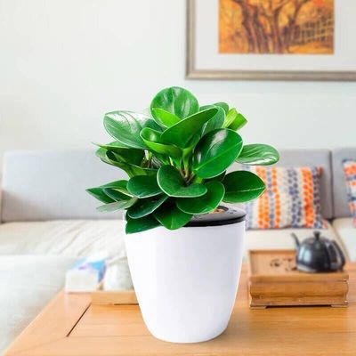 재스퍼【게으른 분지】