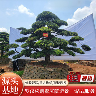 �e�������_�h�ɘ�ͥԺ�G���b�ӭ�����_�h���辰�������͘��ľ