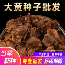 ���S�N�Ӄ��|���R����S�N���ļ��Nֲ�����֪ĸ��������