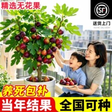 �o����������ϱ����Nֲ��ɫ�������o�����ļ��̨���Ԯ���Y��