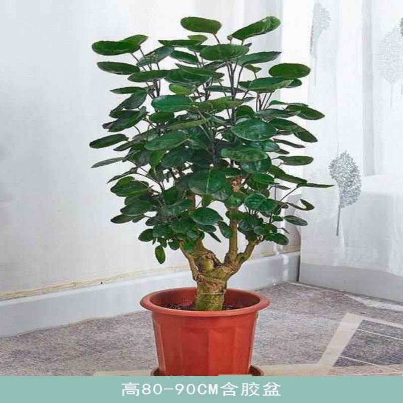 Large Potted Money Tree Plant with Round Leaves for Indoor Living Room and Office Decoration Large Potted Money Tree Plant with Round Leaves for Indoor Living Room and Office Decoration