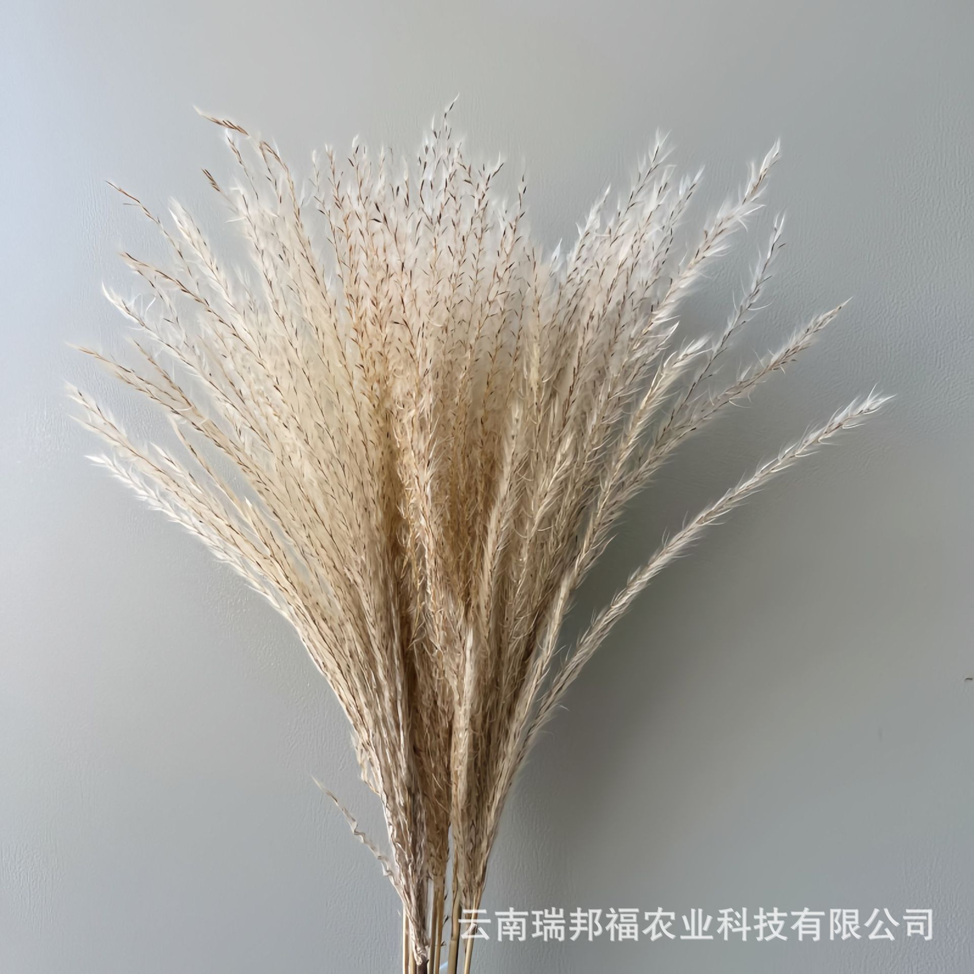 자연스러운 색상