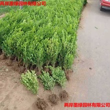 瓜子黄杨 床苗小苗小叶黄杨绿化色块缪|瓜子黄杨价格