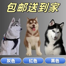 纯种哈士奇幼犬活狗大型犬活体狗狗雪橇犬二哈幼崽小狗活物工作犬