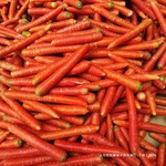 【生吃拇指萝卜】小红萝卜脆甜香新鲜蔬菜现挖自家种红心甜萝卜