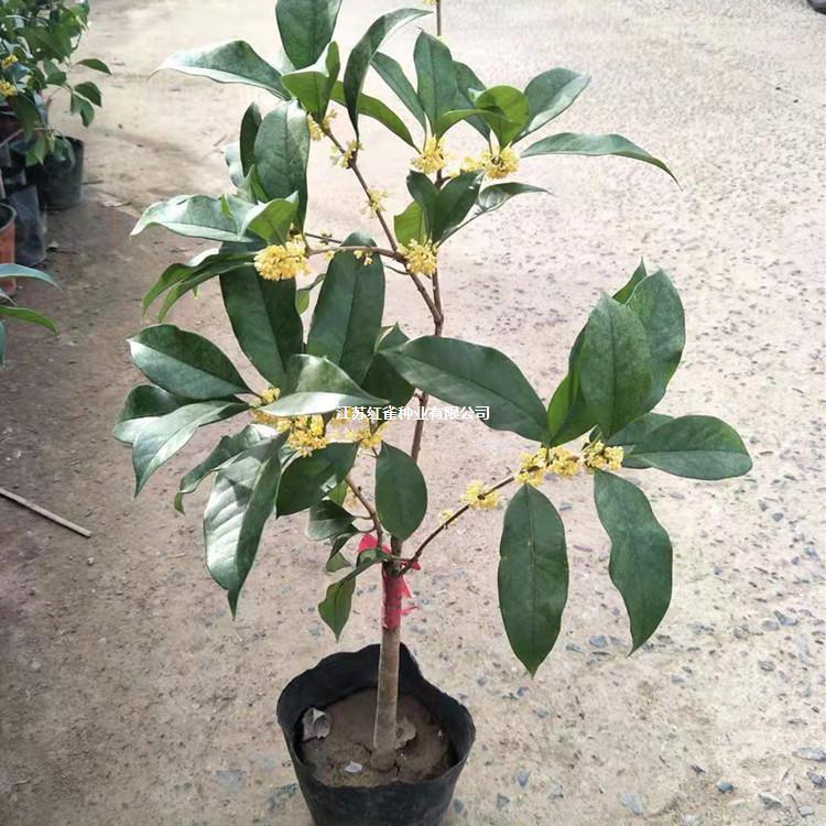 批发嫁接桂花树苗盆栽 浓香型花卉金桂丹桂当年开花 耐寒量大优惠