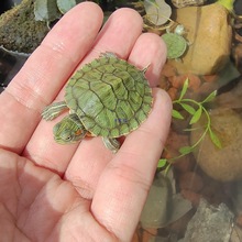 适合家养的巴西迷你小乌龟易存活好养认主宠物中华草龟苗一公一母