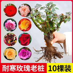 Yunnan Straight Hair 10 Rose Seedlings Saplings Red Rose Black Buck Old Root Rose Old Pile Blooms and Fragrant All Year Round