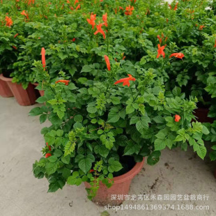 ����ֲ�����̻��������ļ����G��������ֲ��ͥԺ�̨������������