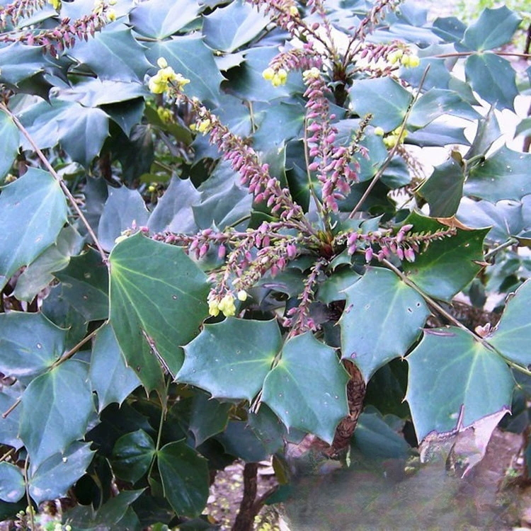 База оптом узколиственные широколиственные десять больших вкладов инженерные саженцы озеленение балкон цветочные саженцы