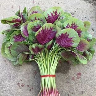 Red Amaranth Seeds, Chinese Rapeseed, Four-Season Vegetable Seeds, Red Round-Leaf Amaranth, White Amaranth, Heat-Resistant and Easy-To-Grow Balcony Potted Vegetables