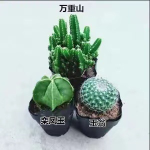 Plantas suculentas cactus plantas en maceta cactus de oficina planta en maceta cactus plantas en maceta flores en maceta