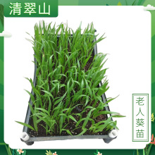 老人葵树苗庭院盆栽花卉扇子树常绿乔木华盛顿棕榈别墅行道风景树