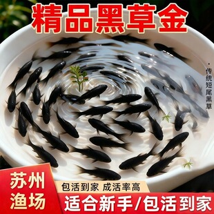 ���y�ڲݽ�ݽ��~���B�׻�ȫ���^�p�~���~��ˮ��ˮ�~�լ��ؔ��ɫ