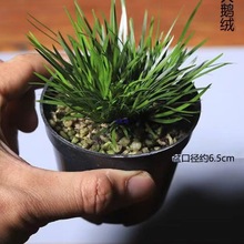 ����΢���辰���X������S������Gֲˮ���������С�����m��