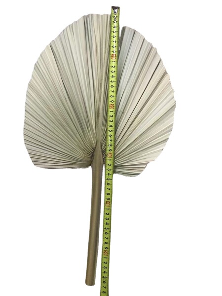 Pu Fan Dry Flower Home Decoration Leaf Flower Leaf Palm Flower…