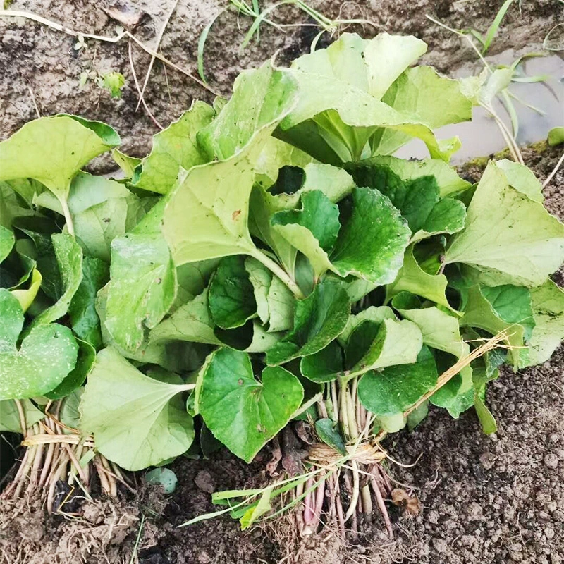 База Оптовая Большой Ву Фэн Рассада пастбищных угодий Маленькая Чашка Рассады Садовое Озеленение Трава Цветок Трава Рассада Ву Фэн Трава