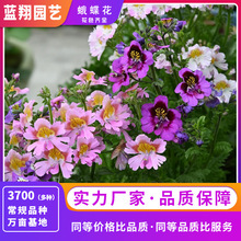 ܷNӶPлNԷNֲͥ@ˇNl