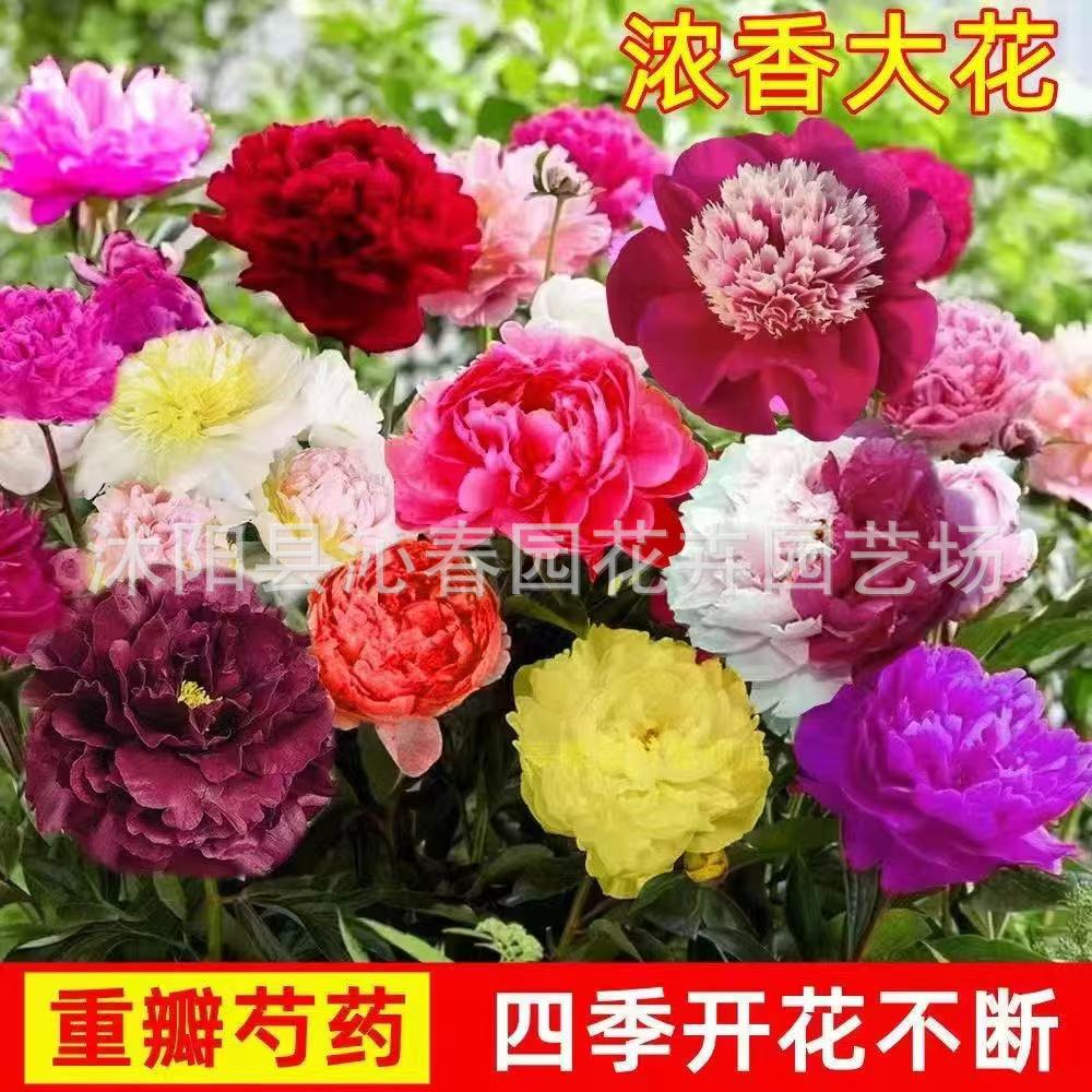芍药种子四季开花易活室内外花卉盆栽庭院赛牡丹重瓣芍药花籽种子