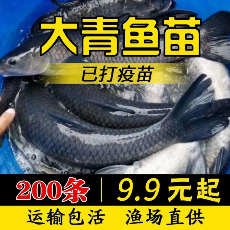 [螺蛳鱼苗养殖活体鲫鱼苗鱼苗草鱼苗型鱼青包活鱼塘四大快淡水大家]
