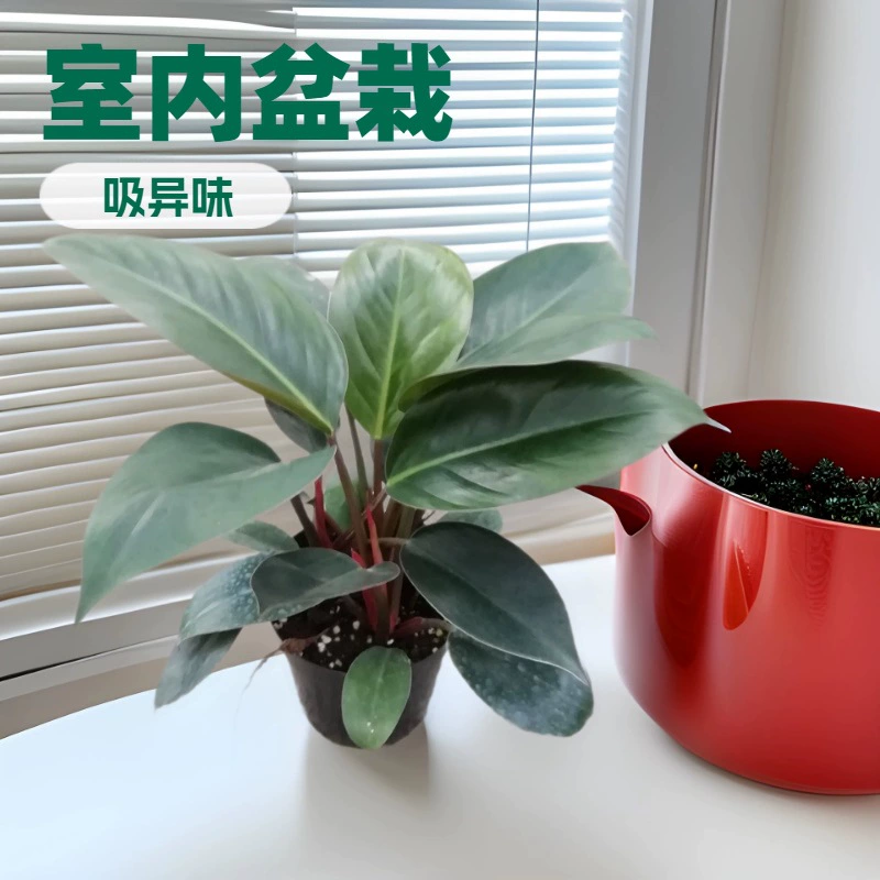 База поставляет большое количество комнатных лиственных цветов и растений 140 # красное золото алмаз Red Diamond поглощение формальдегида зеленые растения оптом