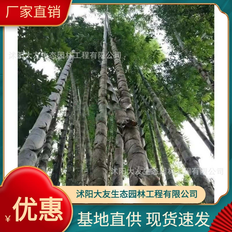 База Оптовая Продажа Самостоятельного производства Гигантский Дракон Бамбуковая рассада Живописный район Ландшафтный дизайн Дорога Сад Инженерия Озеленение Рассада