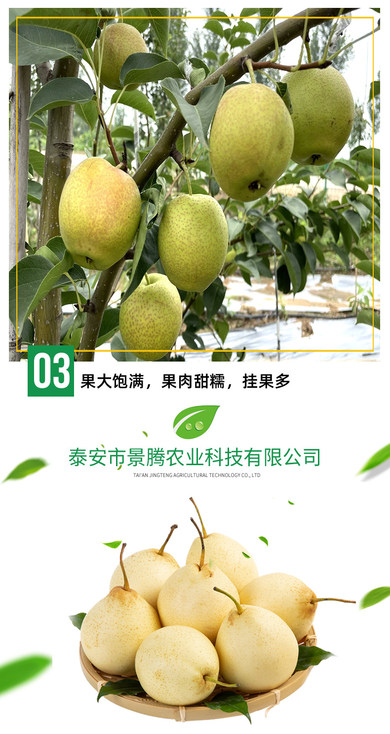 梨树苗_03.jpg