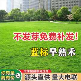 早熟禾种子批发四季青草籽耐寒耐旱园林绿化草坪种子