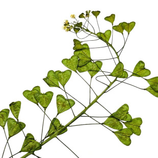 �j�˻��ɻ����� ֲ��˱��ֹ�DIY�����b��z�֙C��Ѻ�����ɻ�