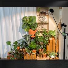 ܛ�܊A���҃�����ֲ������̫ꖾGֲ��������ȫ���V�������L��