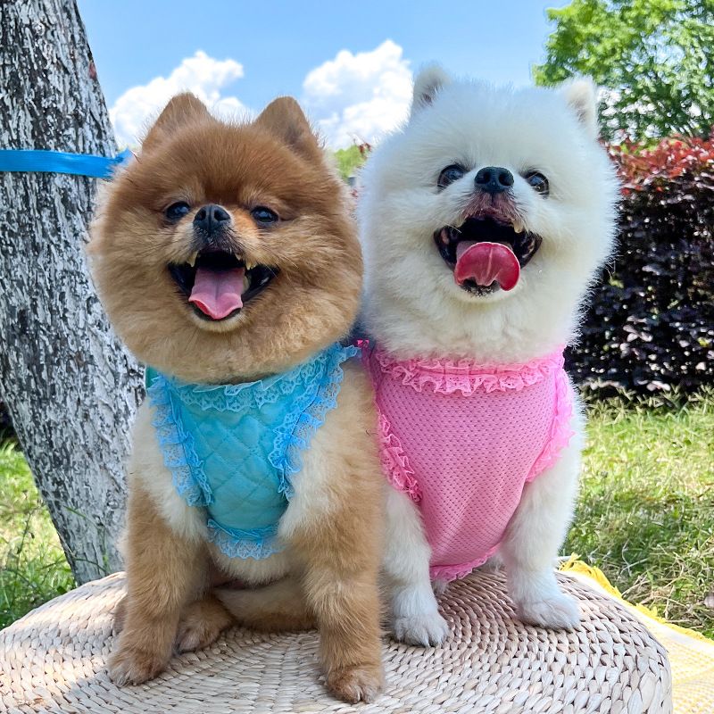 İnci Melek Prenses Köpek Kedi Göğüs Kayışı Çekme Halatı Evcil Hayvan Malzemeleri İlkbahar/Yaz Nefes Alabilir_voghion.com