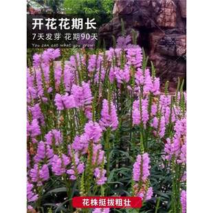 �����^���ѷN�� �S��� ¶�ر�ֲ�ﻨ���zӰ���������׻�ܷN��